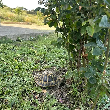 Madonie Bed and breakfast Petralia Soprana
